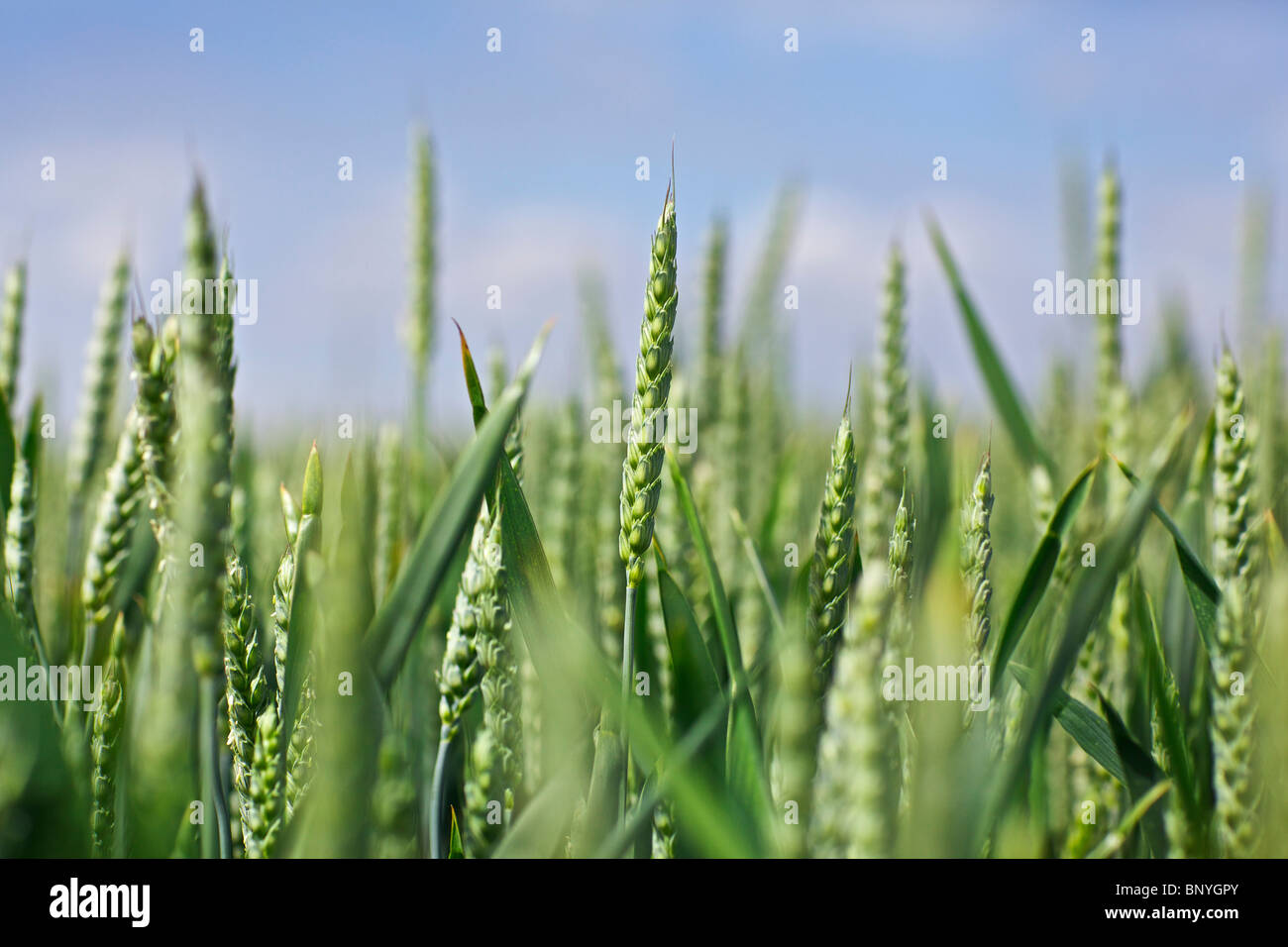 Weizenernte in einem Feld Stockfoto