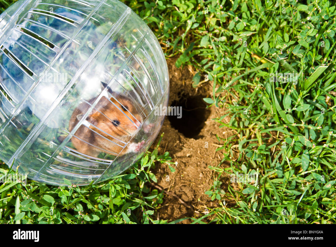 Nager in einem Hamster Ball Gopher Hole, so nah, aber so weit weg gehen wollen. Stockfoto