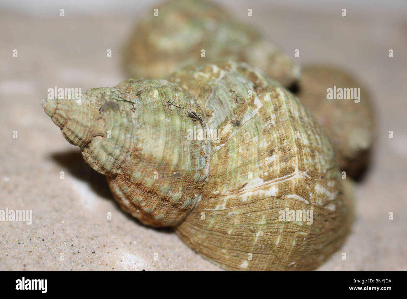 Spiral Shell marine Schnecke auf dem sand Stockfoto