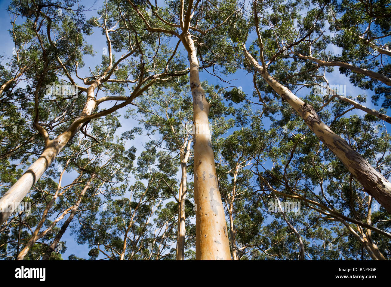 Boranup Karri-Wald in der Nähe von Margaret River.  Leeuwin Naturaliste National Park, Western Australia, Australien. Stockfoto