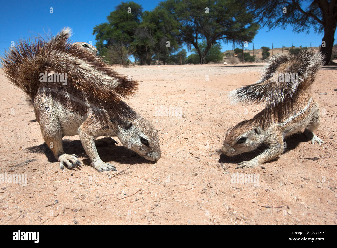 Erdhörnchen, Xerus Inauris, Kgalagadi Transfrontier Park, Northern Cape, Südafrika Stockfoto