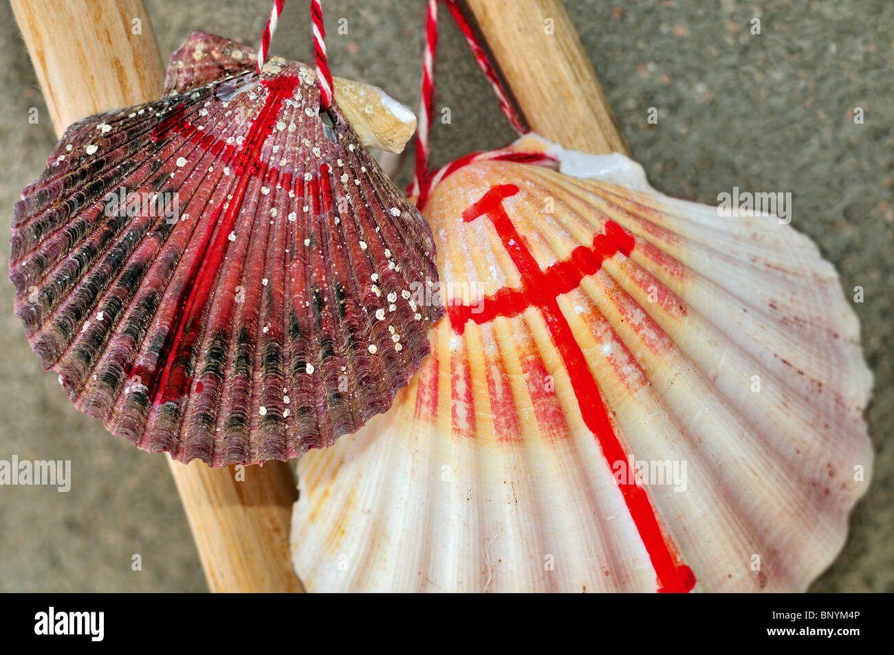 Spanien, Jakobsweg: Die Jakobsmuschel ist ein Symbol für die Pilgerfahrt nach Santiago De Compostela Stockfoto