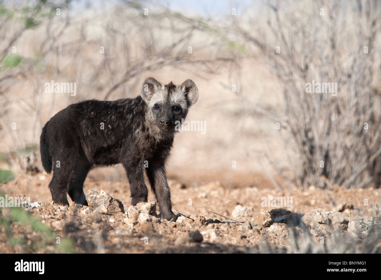 Gefleckte Hyäne Cub, Crocuta Crocuta, Kgalagadi Transfrontier Park, Northern Cape, Südafrika Stockfoto