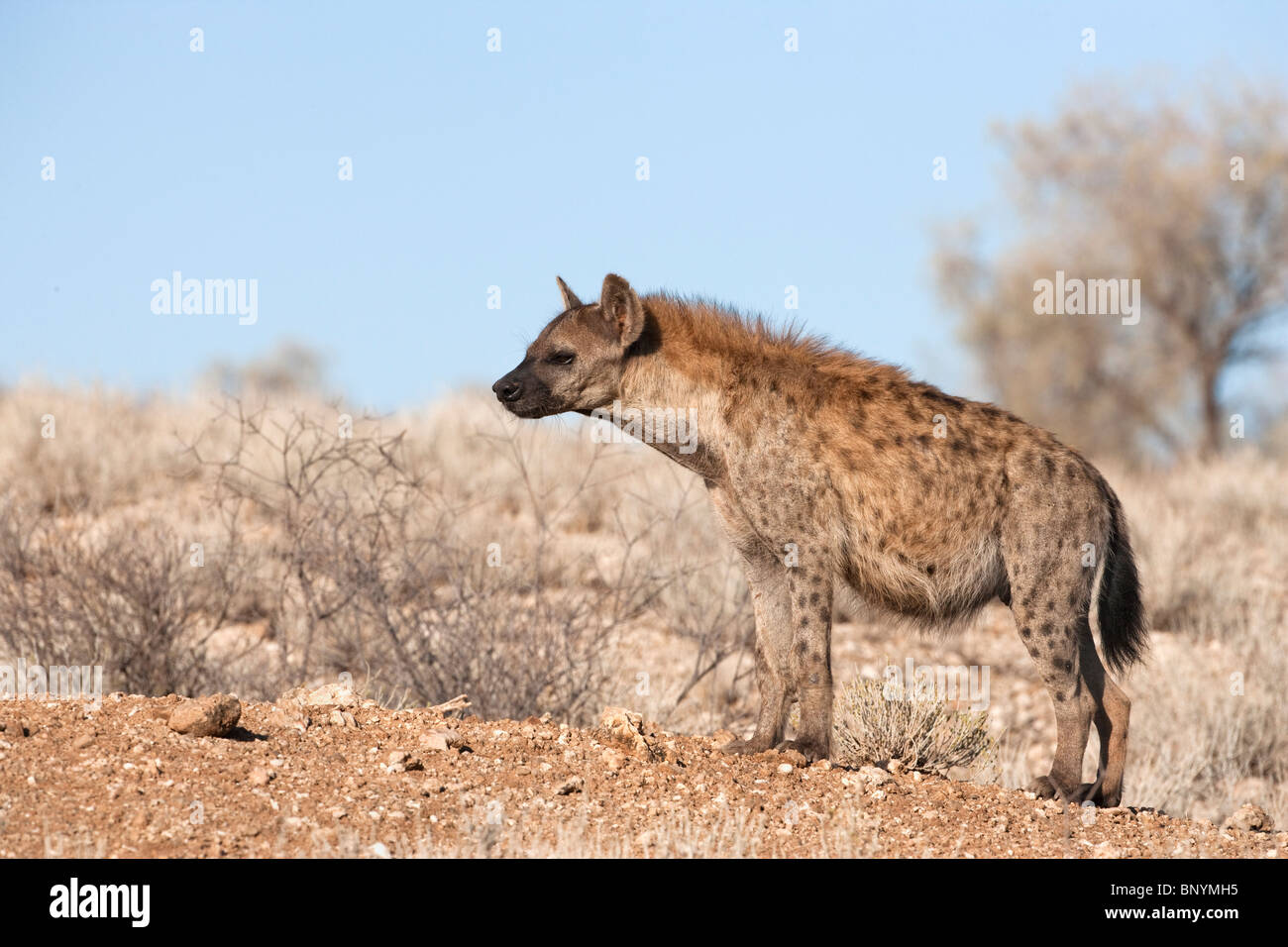 Gefleckte Hyäne Crocuta Crocuta, Kgalagadi Transfrontier Park, Northern Cape, Südafrika Stockfoto
