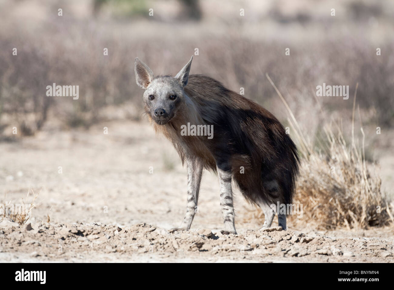 Braune Hyäne, zerbeissen Brunnea, Kgalagadi Transfrontier National Park, Northern Cape, Südafrika Stockfoto