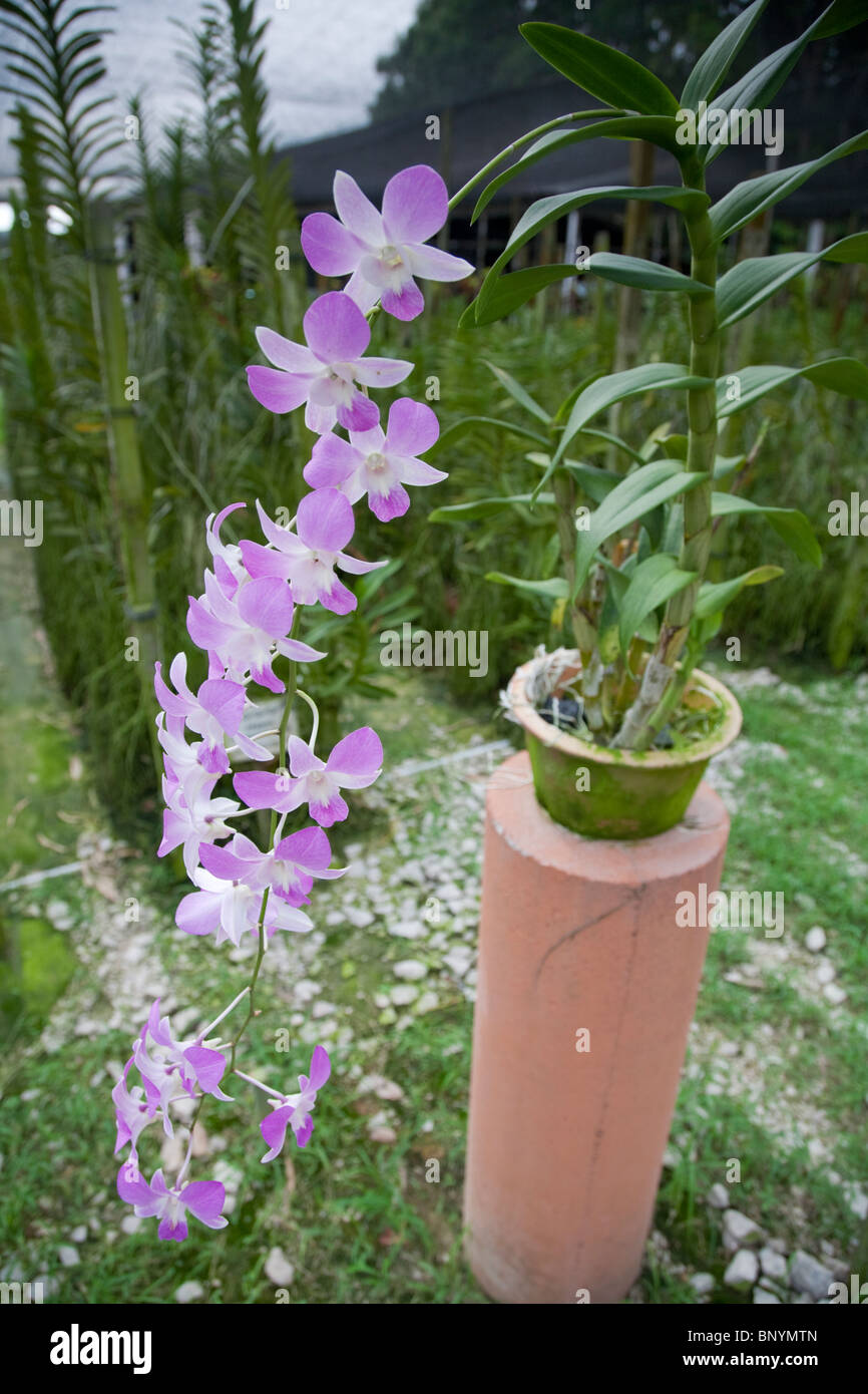 Orchid Valley in Johor Bahru, Malaysia ist das größte tropische Orchideen-Farm der Welt und wächst über 80 Sorten von Orchideen. Stockfoto