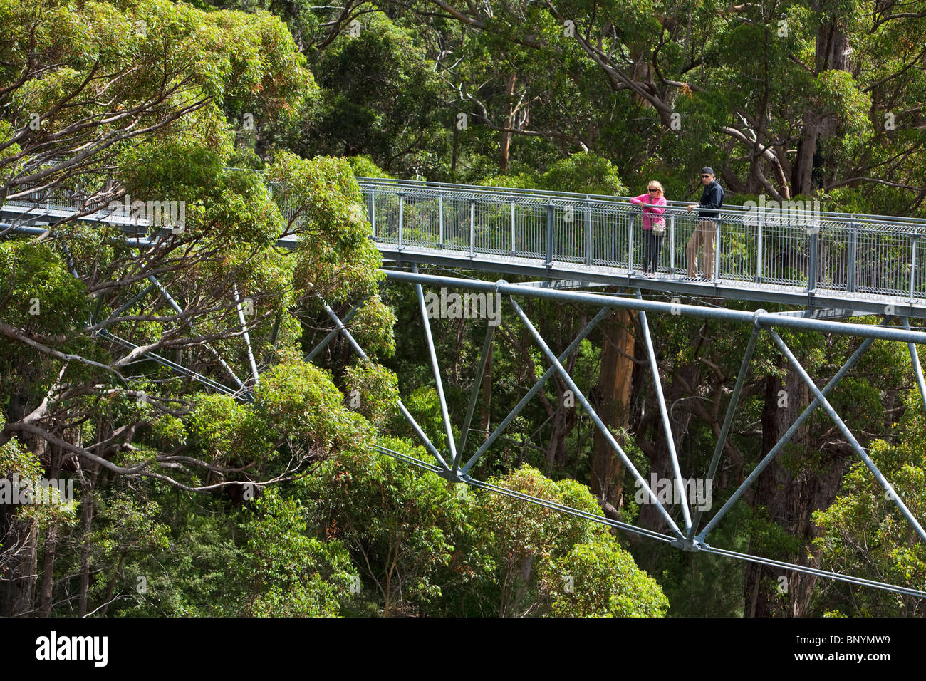 Tree Top Walk in das Valley of the Giants.  Walpole-Nornalup Nationalpark, Western Australia, Australien. Stockfoto