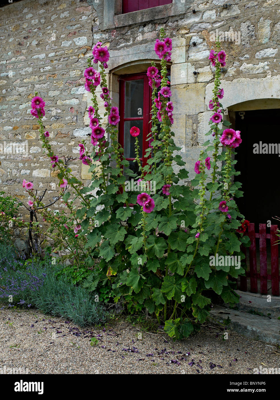 Bild von blühenden Stockrosen in einem Innenhof Stockfoto