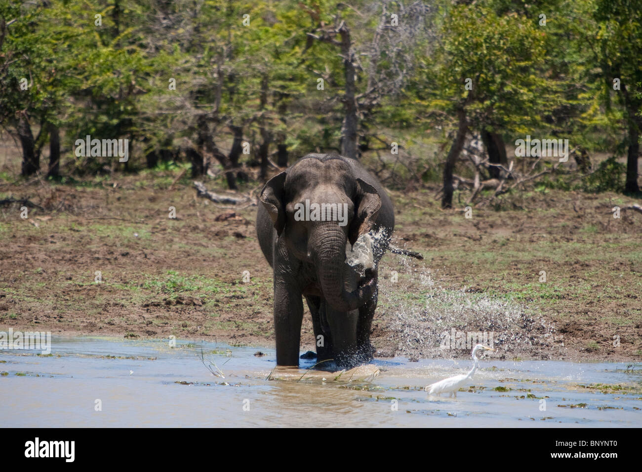 Asiatischer Elefant, Elephas Maximus, Indischer Elefant, Stier, trinken und Baden an einer Wasserstelle in Yala Nationalpark in Sri Lanka Stockfoto