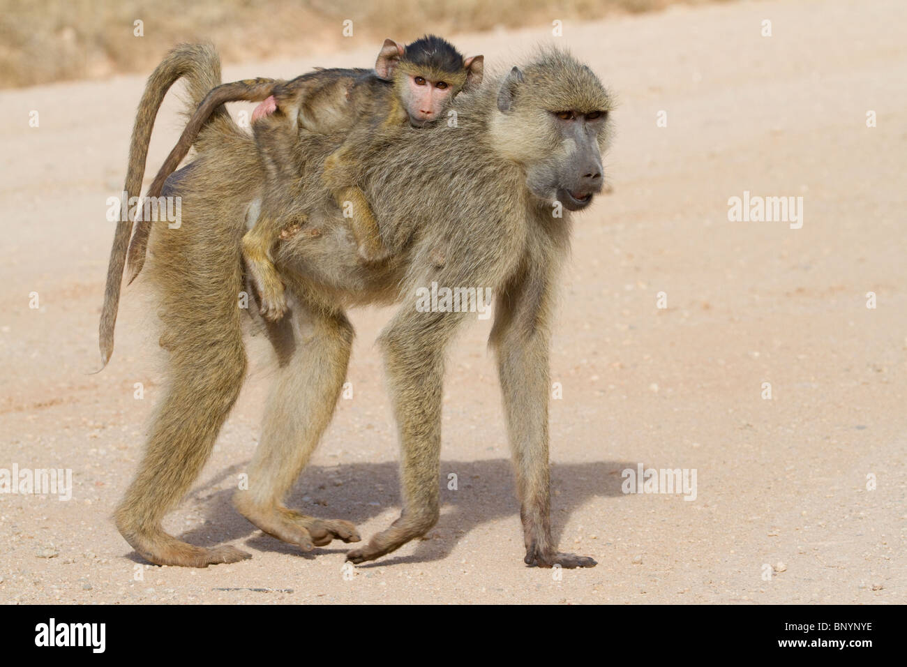 Weiblicher gelber Pavian (Papio cynocephalus) mit Baby, Tsavo East National Park, Kenia. Stockfoto