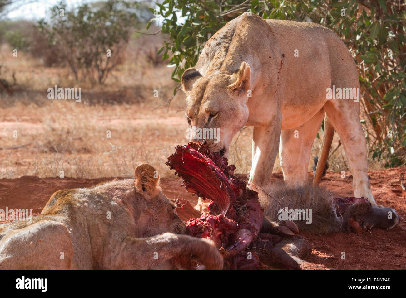 Afrikanische Löwe (Panthera Leo) mit einem Jungen, der den getöteten Wasserbock isst, Tsavo East National Park, Kenia. Stockfoto