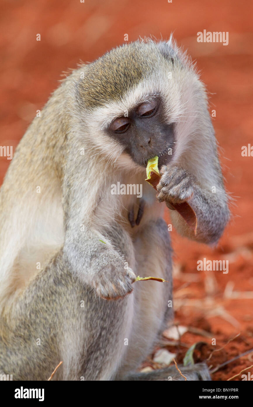 Meerkatze (Chlorocebus pygerythrus) Essen eine Bohne, Tsavo Ost Nationalpark, Kenia Stockfoto