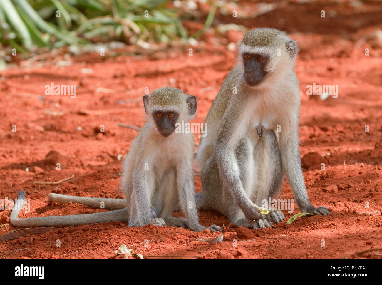 Weibliche Tieraffen (Chlorocebus, Pygerythrus) mit einem Baby, Tsavo East National Park, Kenia Stockfoto