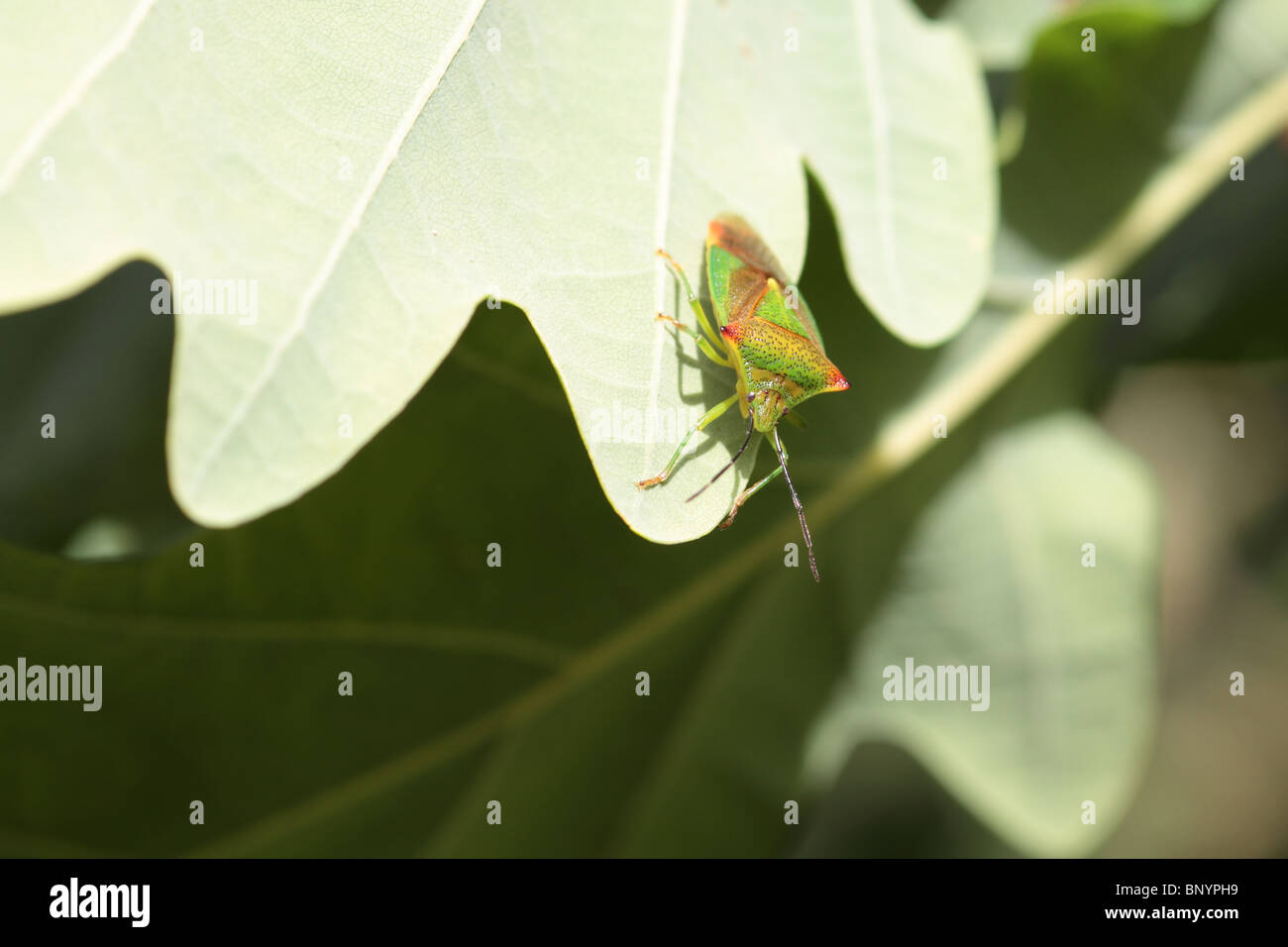 Weißdorn Shield Bug Stockfoto