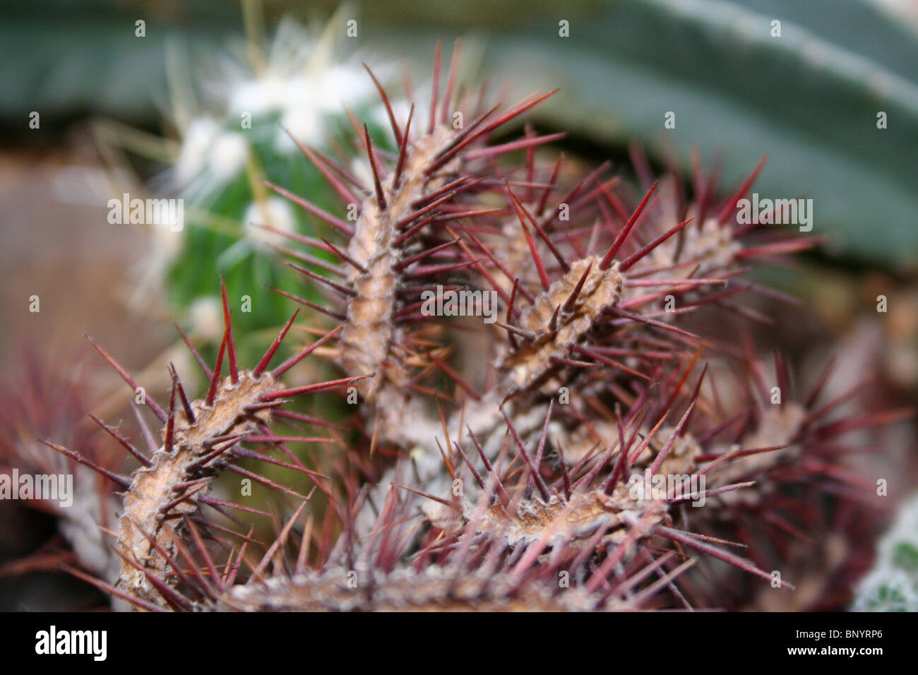 ein Makro eines ausgetrockneten Kaktus mit roten Spitzen Dornen Stockfoto