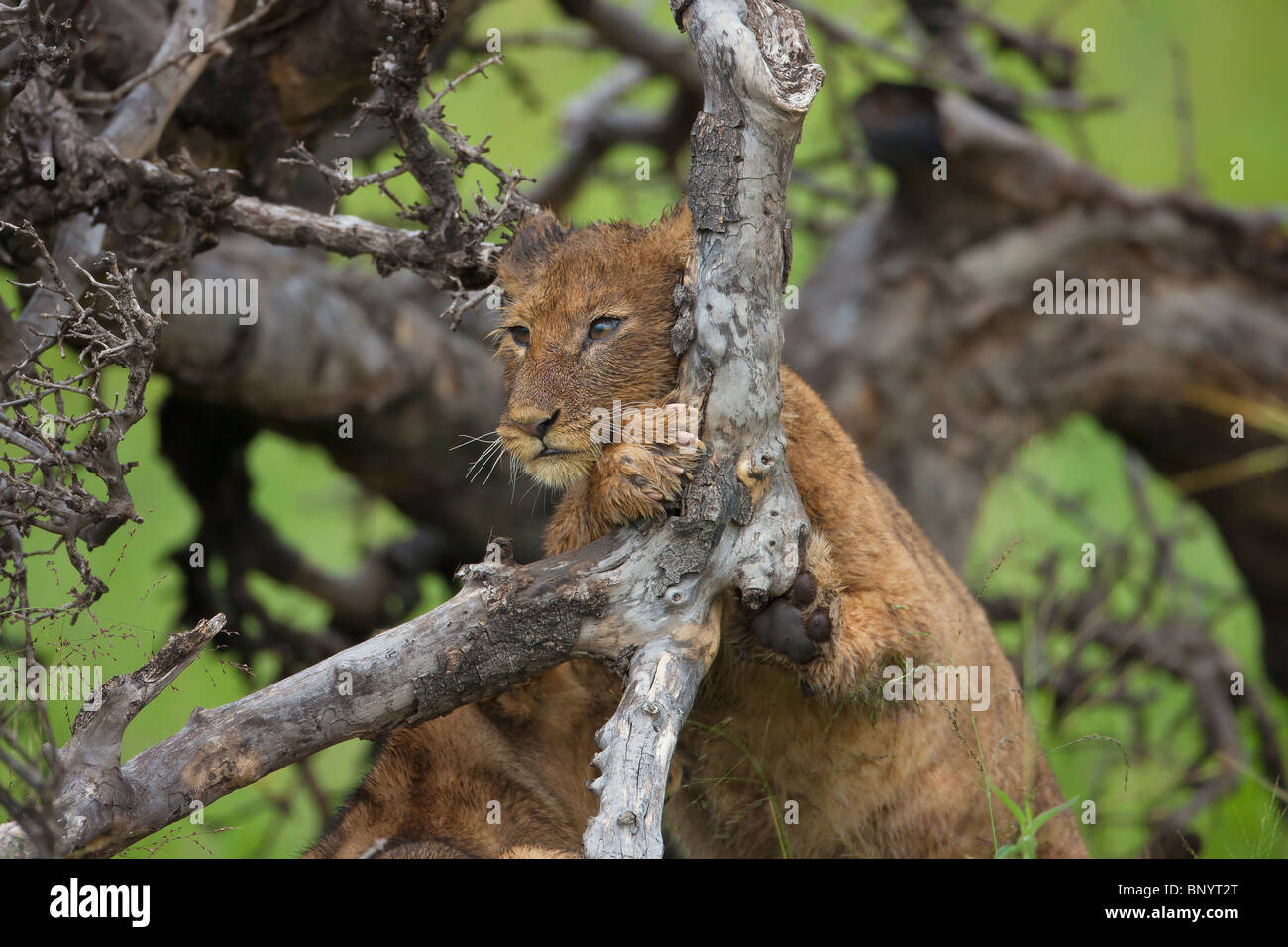 Löwenbabys, Masai Mara, Februar 2010 Stockfoto