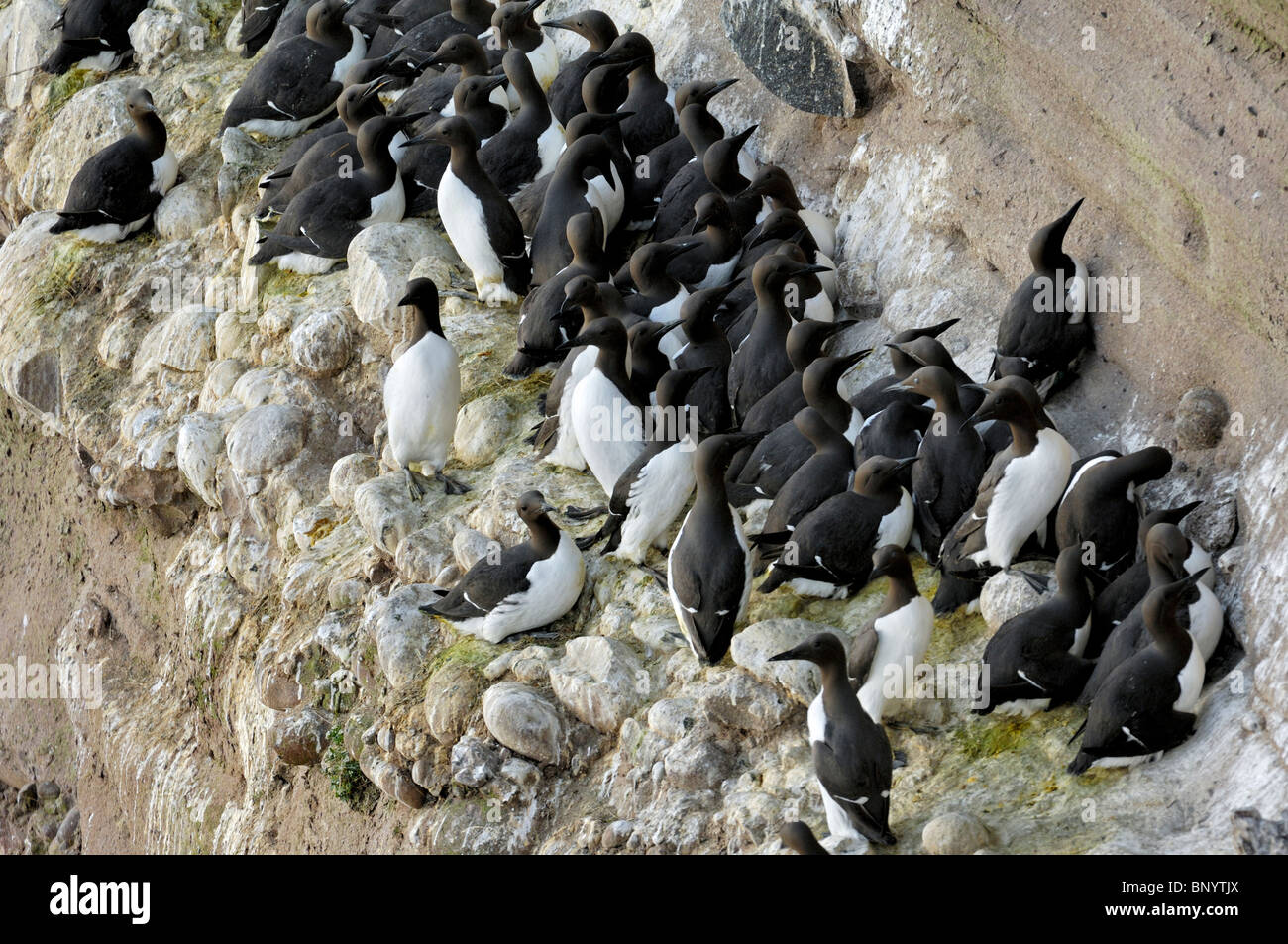 Gemeinsamen wärmeren / gemeinsame Trottellumme (Uria Aalge) Verschachtelung Kolonie auf den Klippen an der Fowlsheugh Natur Reservat, Schottland, UK Stockfoto