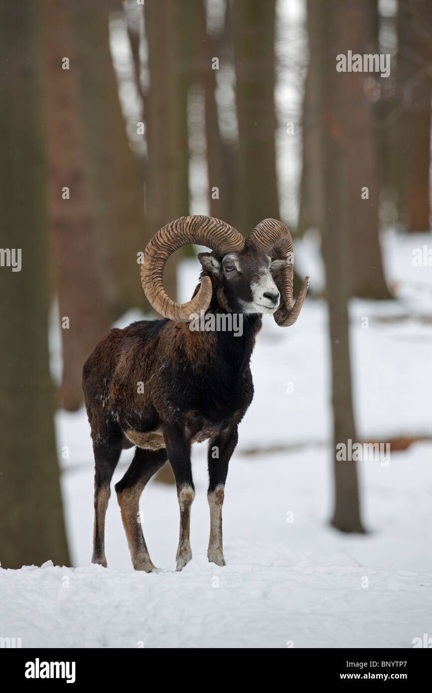 Mufflon ram (Ovis Gmelini Musimon) im Wald im Schnee im Winter, Deutschland Stockfoto