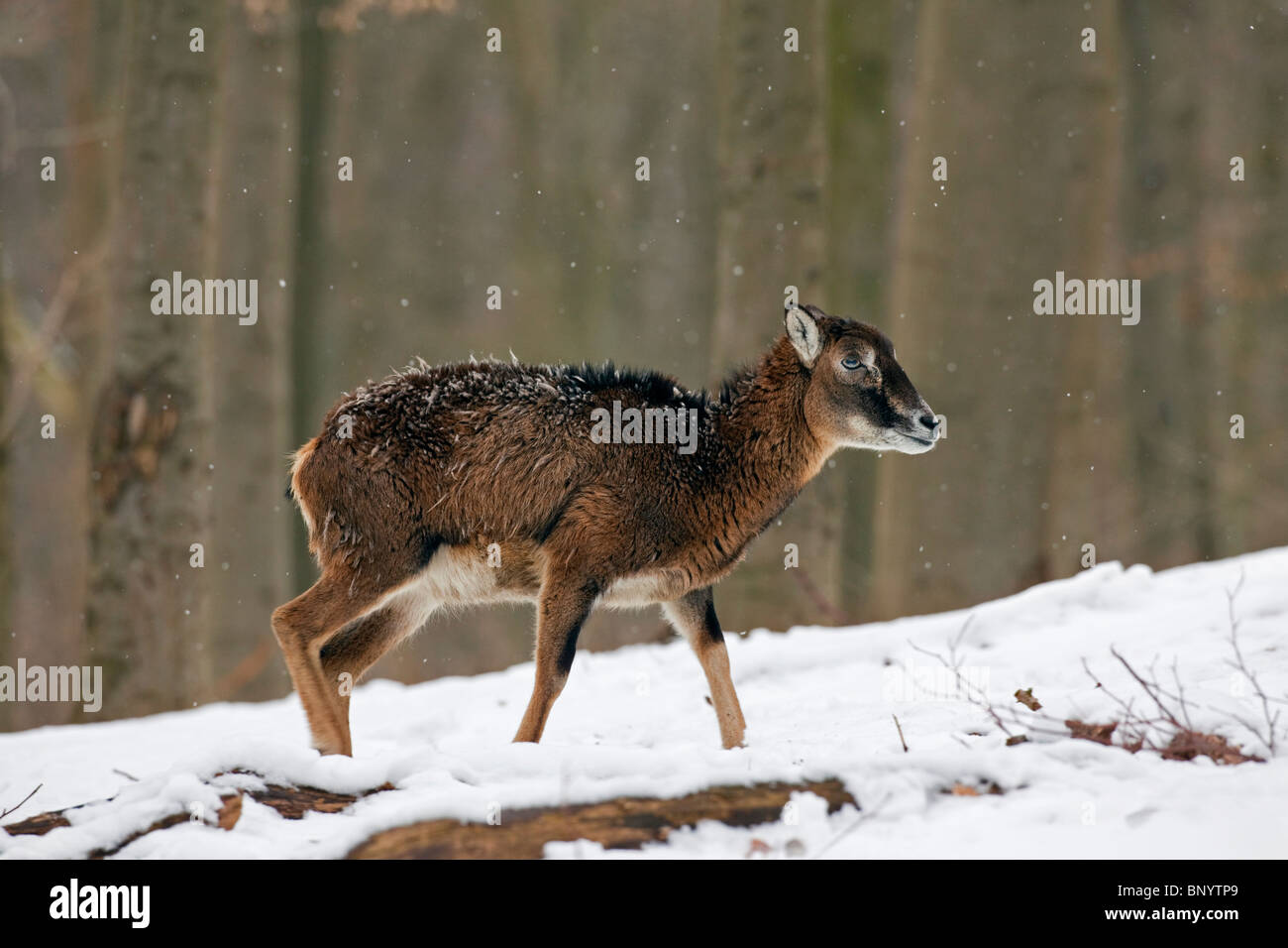 Mufflon Schaf (Ovis Gmelini Musimon) im Wald im Schnee im Winter, Deutschland Stockfoto