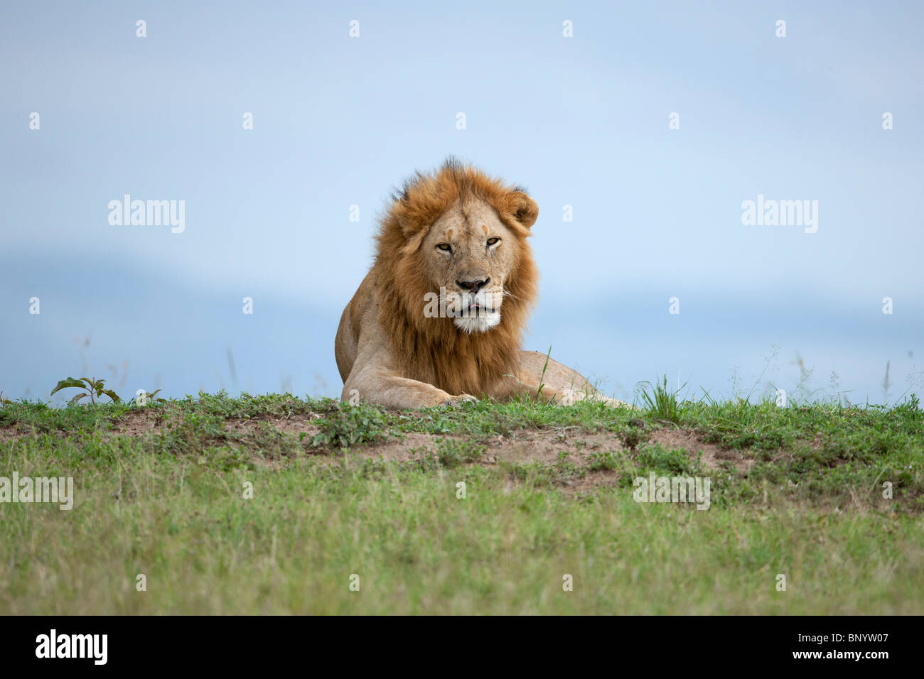 Löwe männlich, Massai Mara, Kenia Stockfoto