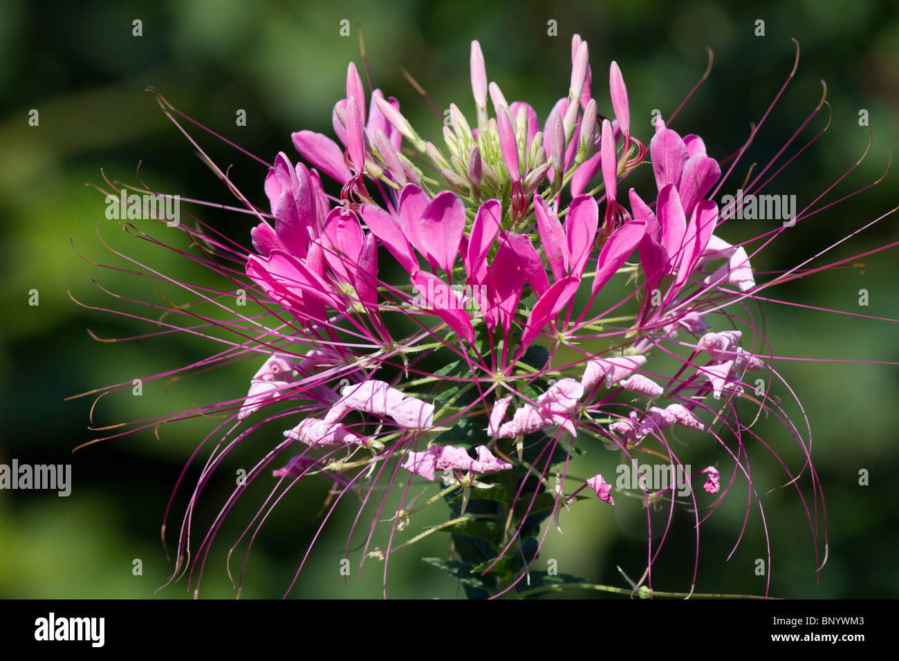 SPINNE BLUME CLEOME SPINOSA Stockfoto