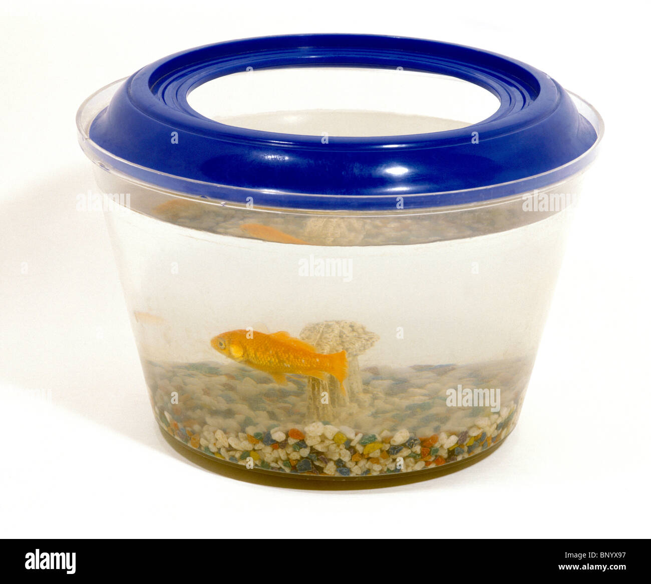 Goldfische In Schüssel Stockfoto