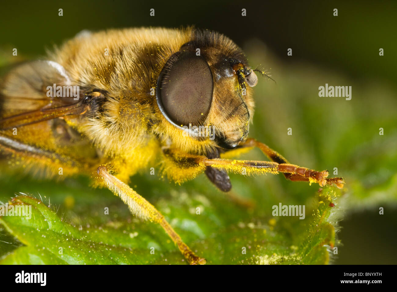 Pollen-bedeckten Honigbiene-Mimic Hoverfly (Eristalis Pertinax) Reinigung der Beine Stockfoto