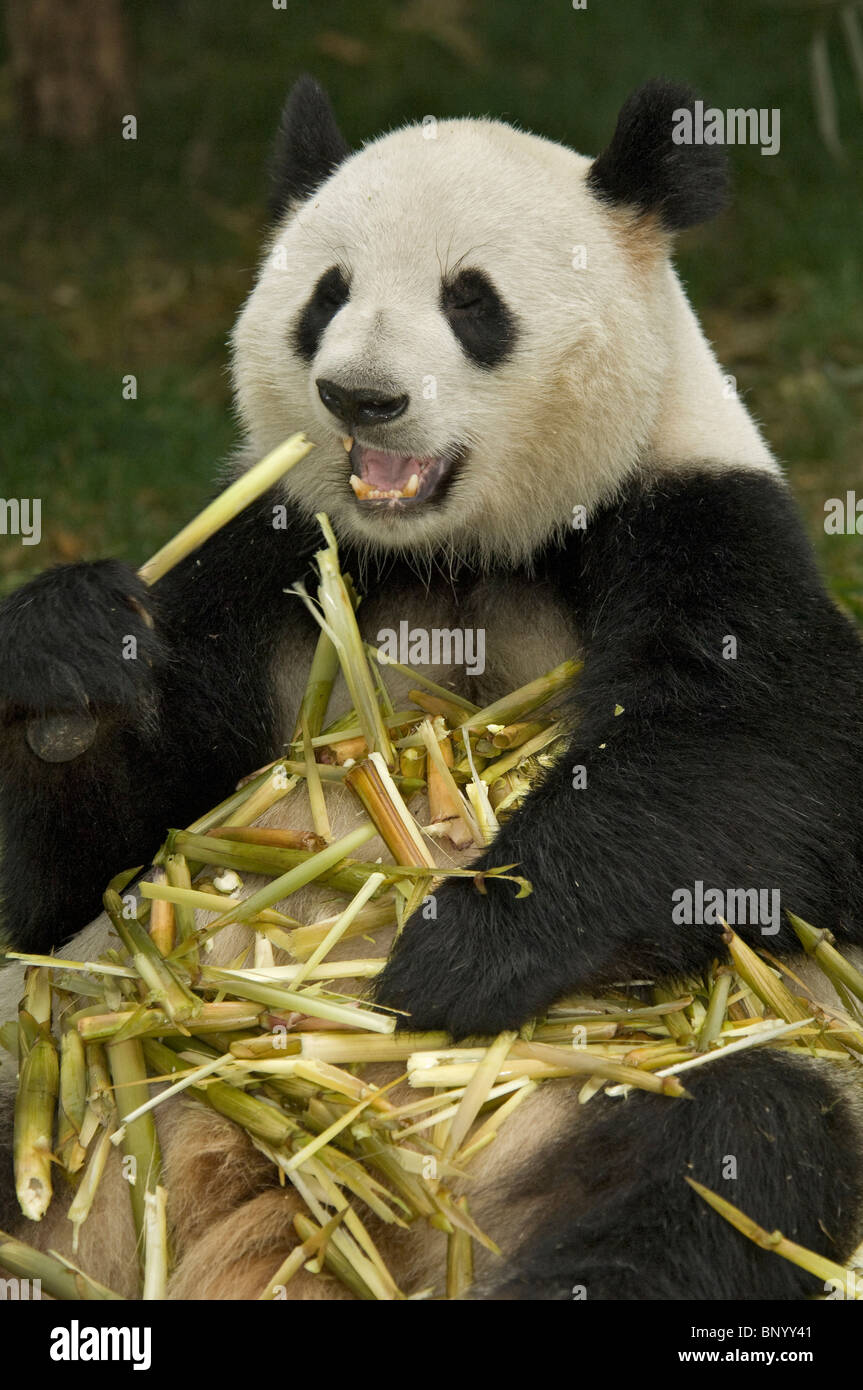 Giant Panda sitzend Fütterung auf Bambus Sichuan China Stockfoto