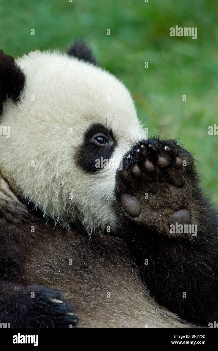 Großer Panda sitzend zeigt Unterseite Pfote Wolong, Sichuan, China Stockfoto