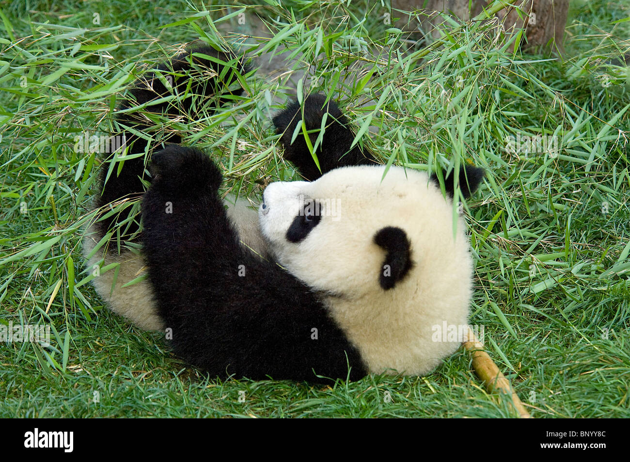 Sechs-Monate-alten Panda Cub Ringen mit Bambus mit allen vier Pfoten, Sichuan, China Stockfoto