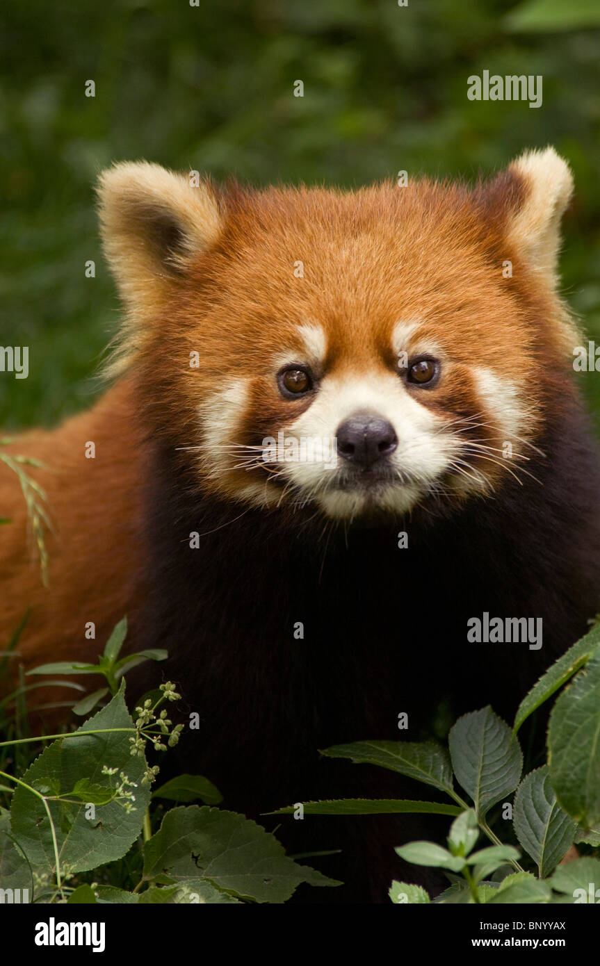 Rot oder kleinere Panda Wolong, Provinz Sichuan, China Stockfoto