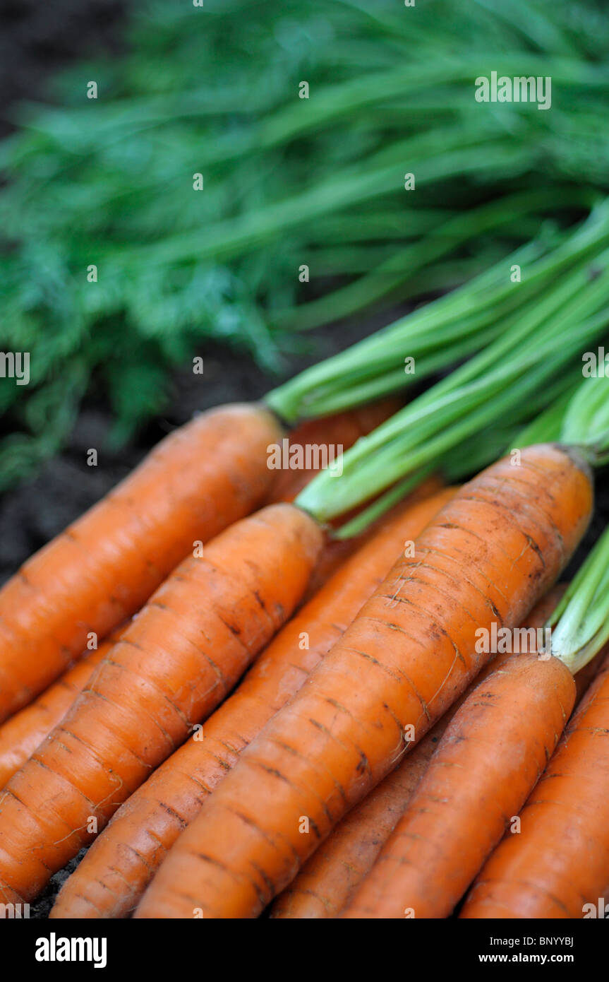 Karotten Stockfoto