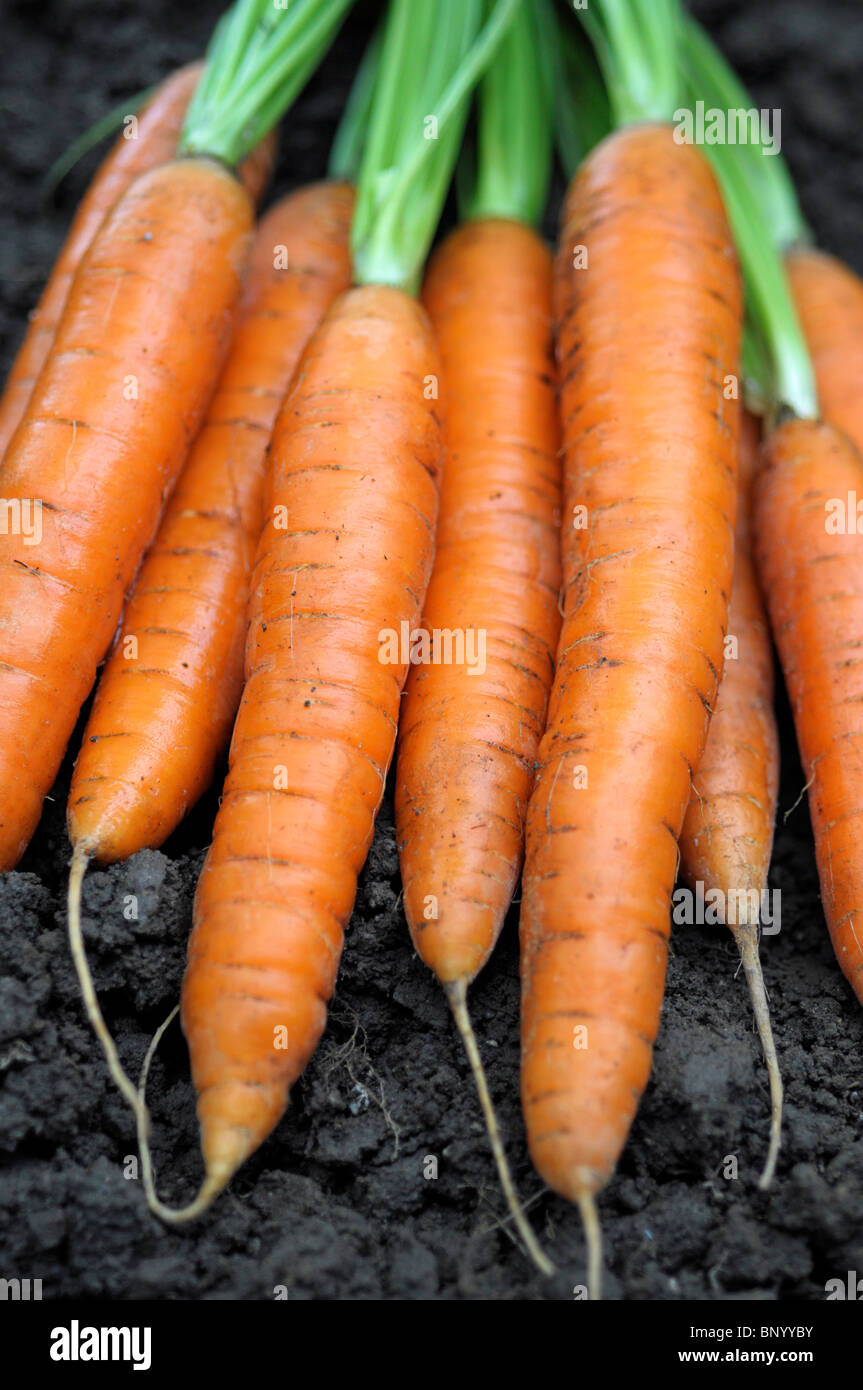 Karotten Stockfoto