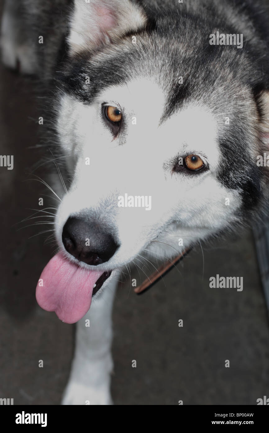 Großer Hund Stockfoto