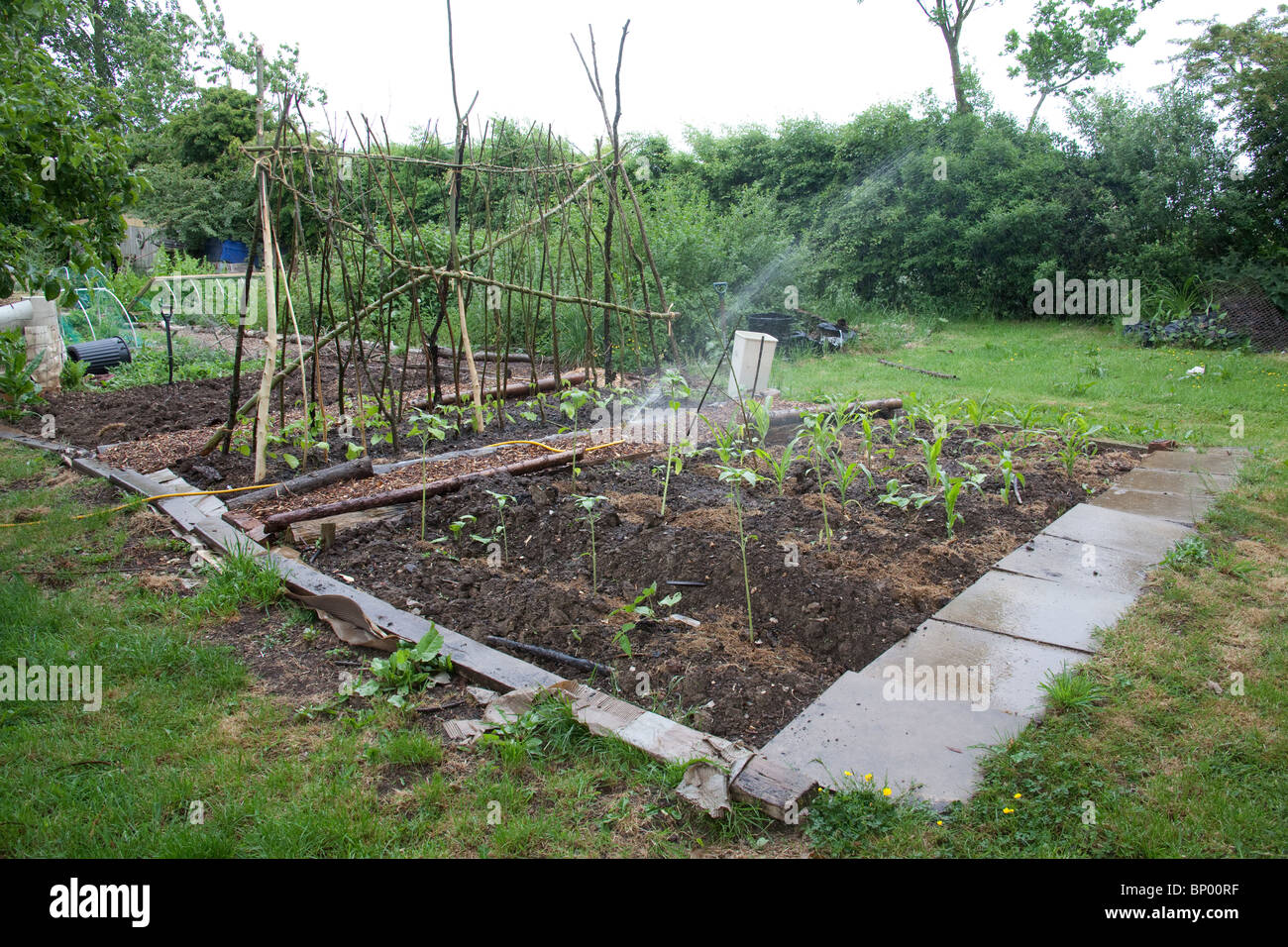 Traditionelle Gemüse oder Küchengarten, Hampshire, England. Stockfoto
