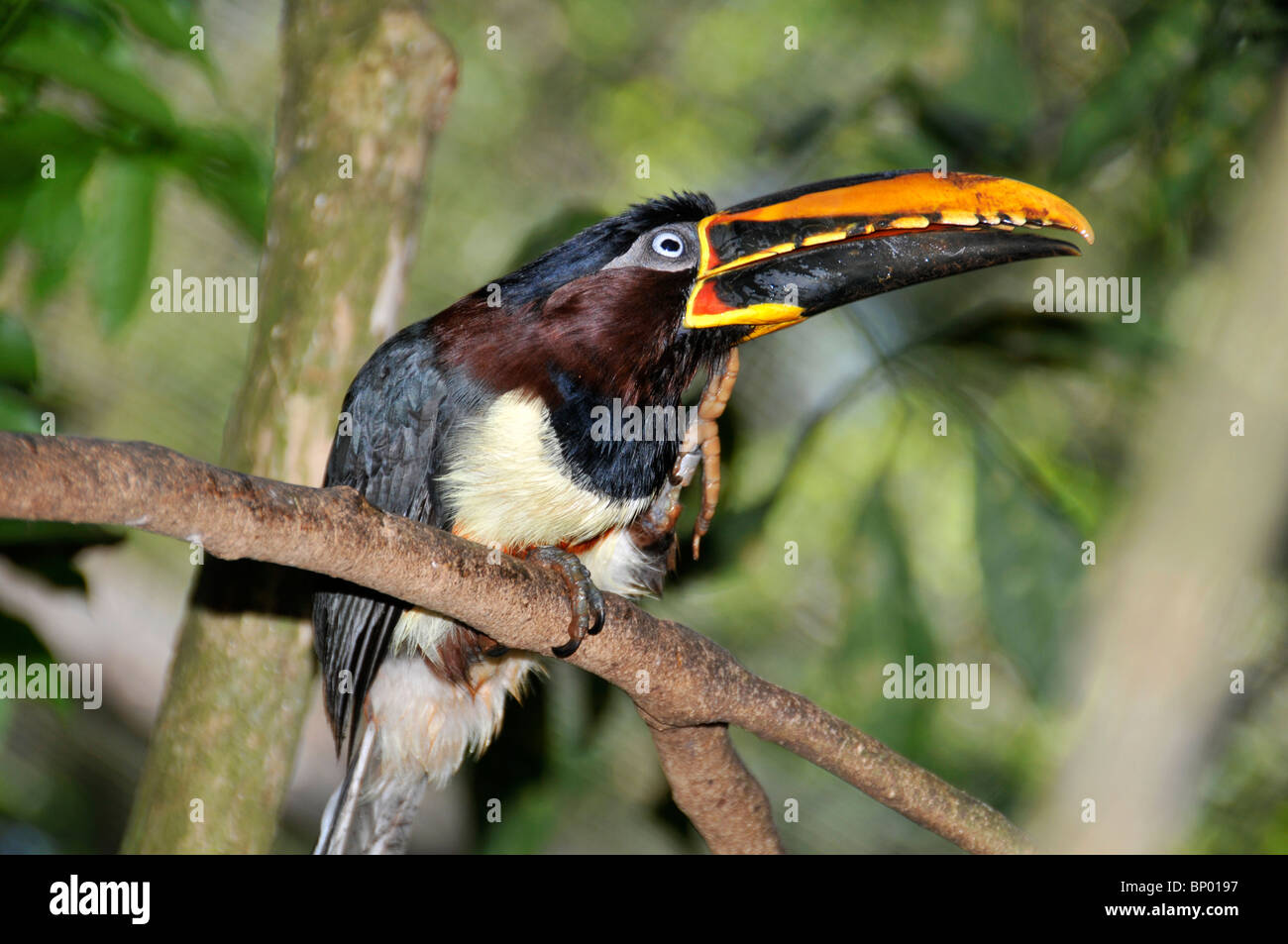 Kastanien-Schmuckschildkröte Aracari, Pteroglossus Castanotis, Foz Do Iguaçu, Parana, Brasilien Stockfoto