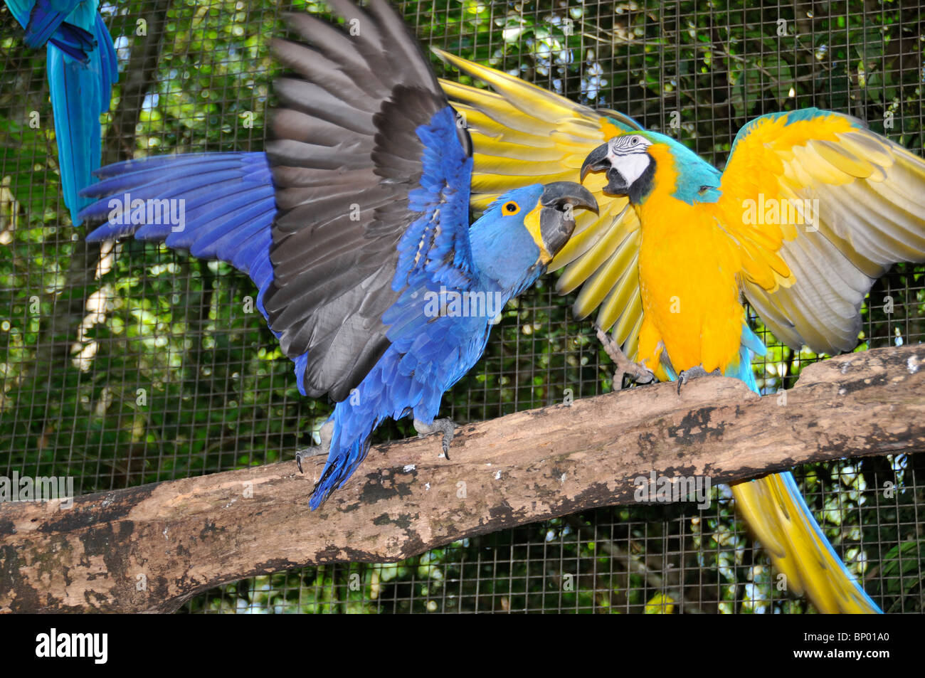 Hyazinth-Ara, Anodorhynchus Hyacinthinus, kämpfen mit blau-gelbe Ara, Ara Ararauna, Parque Das Aves, Parana, Brasilien Stockfoto