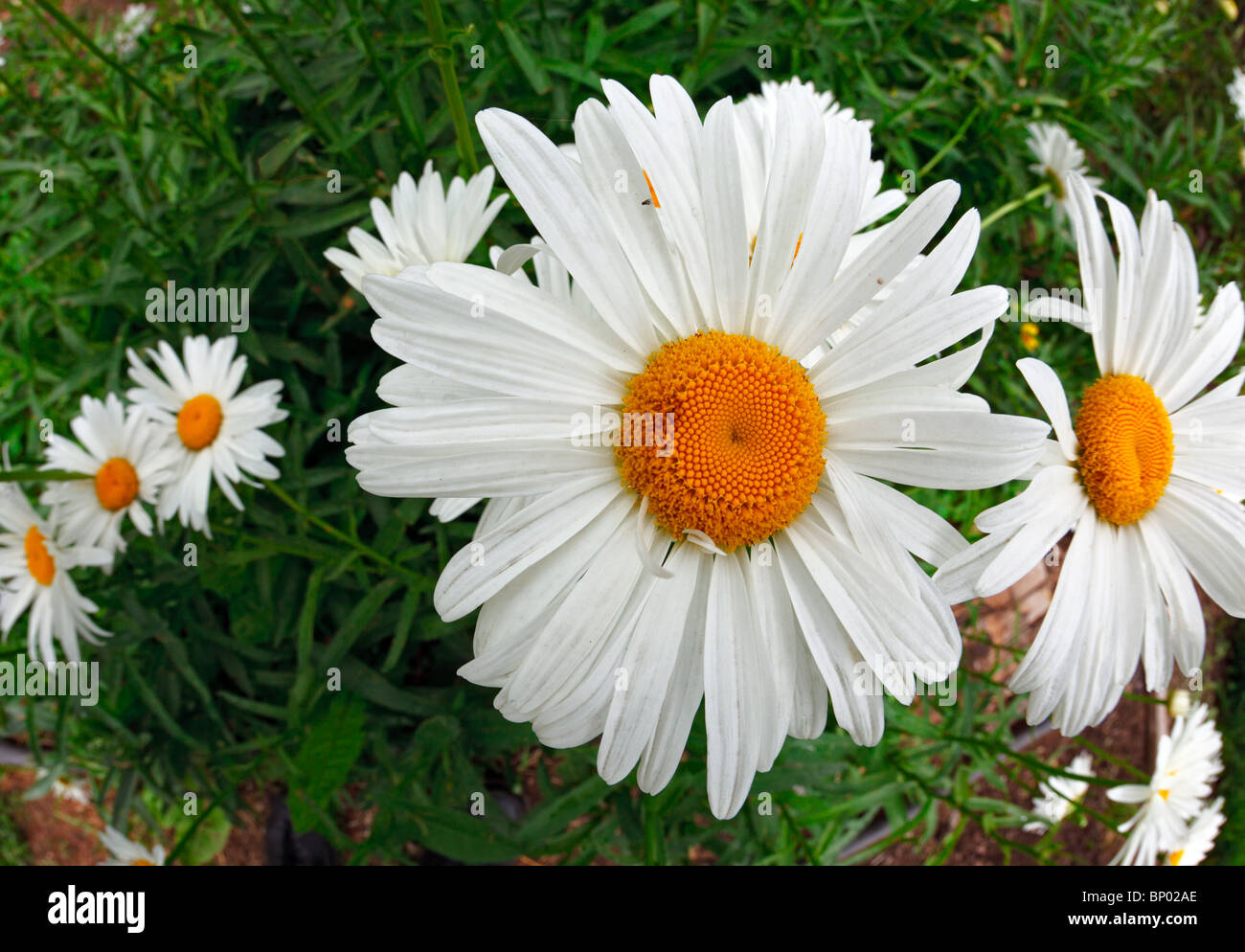Blumengarten Kamille, fisheye-Objektiv. Stockfoto