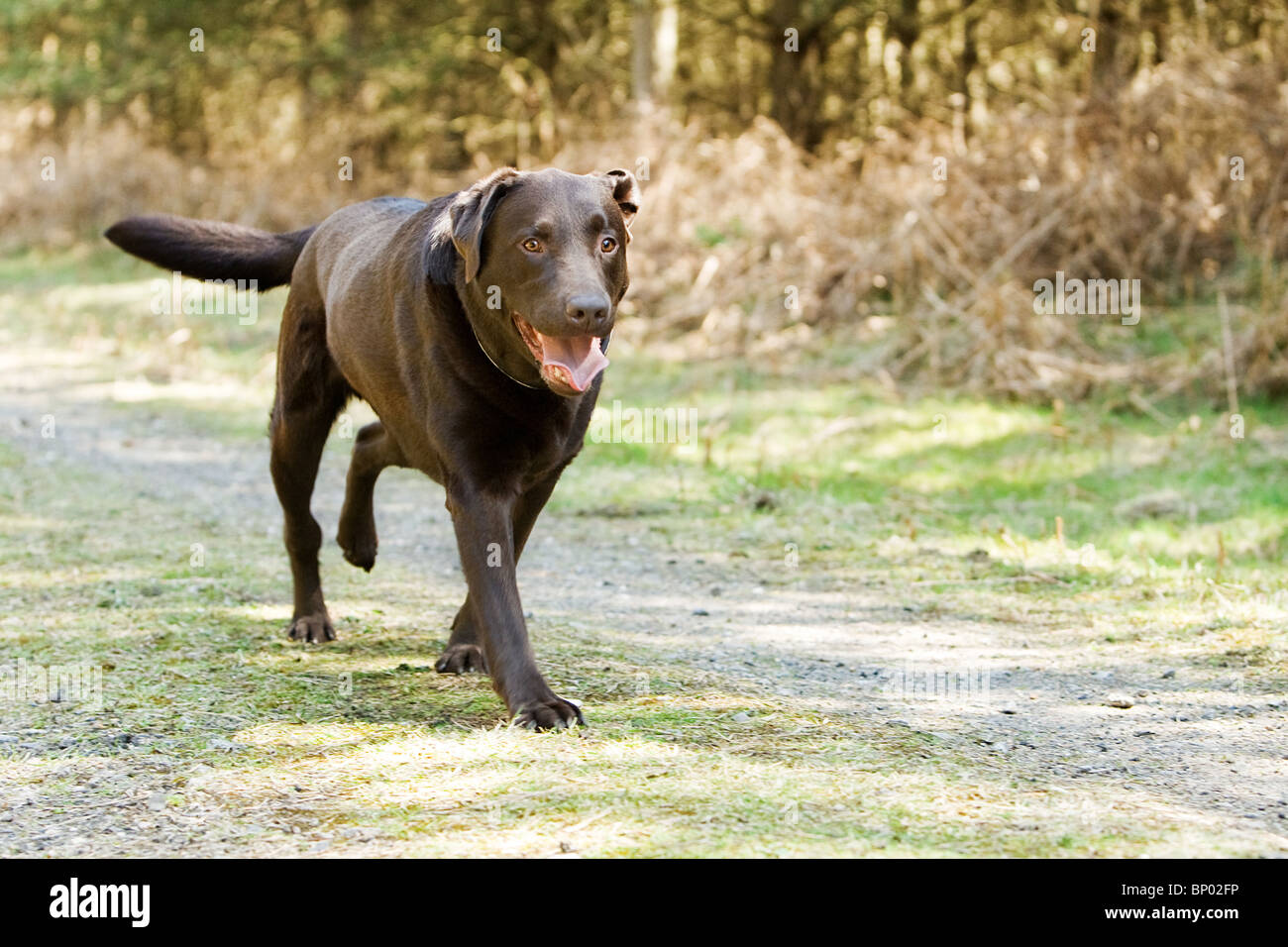 Schuss einen Chocolate Labrador läuft auf dem Lande Stockfoto
