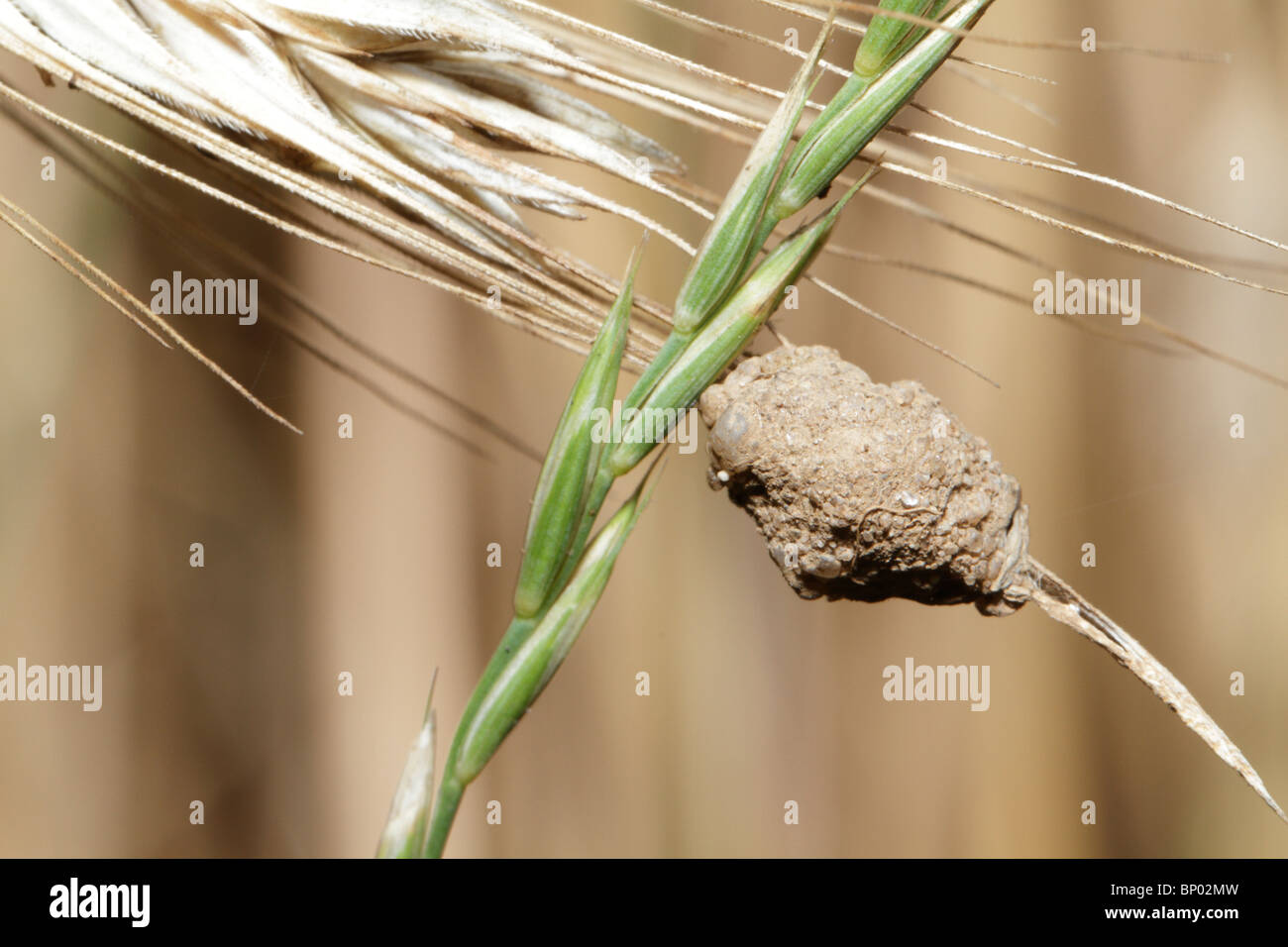 Kokon der Spinne Agroeca Brunnea, der Blackwall. Es tarnt den Kokon mit Schlamm. Stockfoto