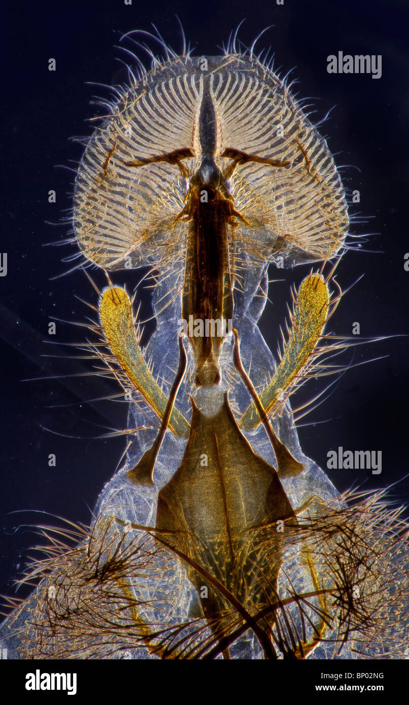 Dunkelfeld Mikrophotographie von einer Schmeißfliege Rüssel, Mundwerkzeuge Stockfoto