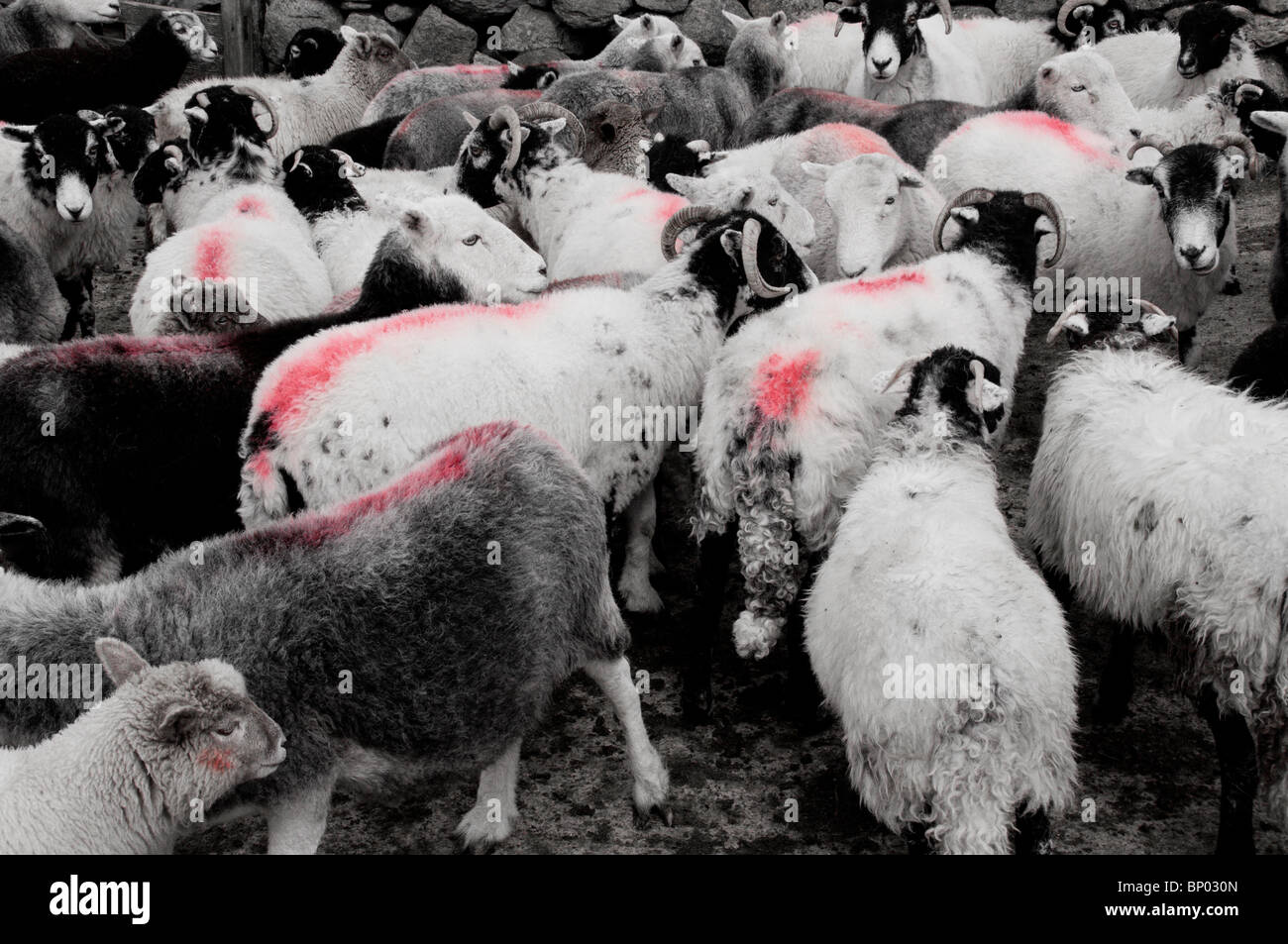 Herdwick und Swaledale Mutterschafe und Lämmer im Stift für Entwurmung Stockfoto