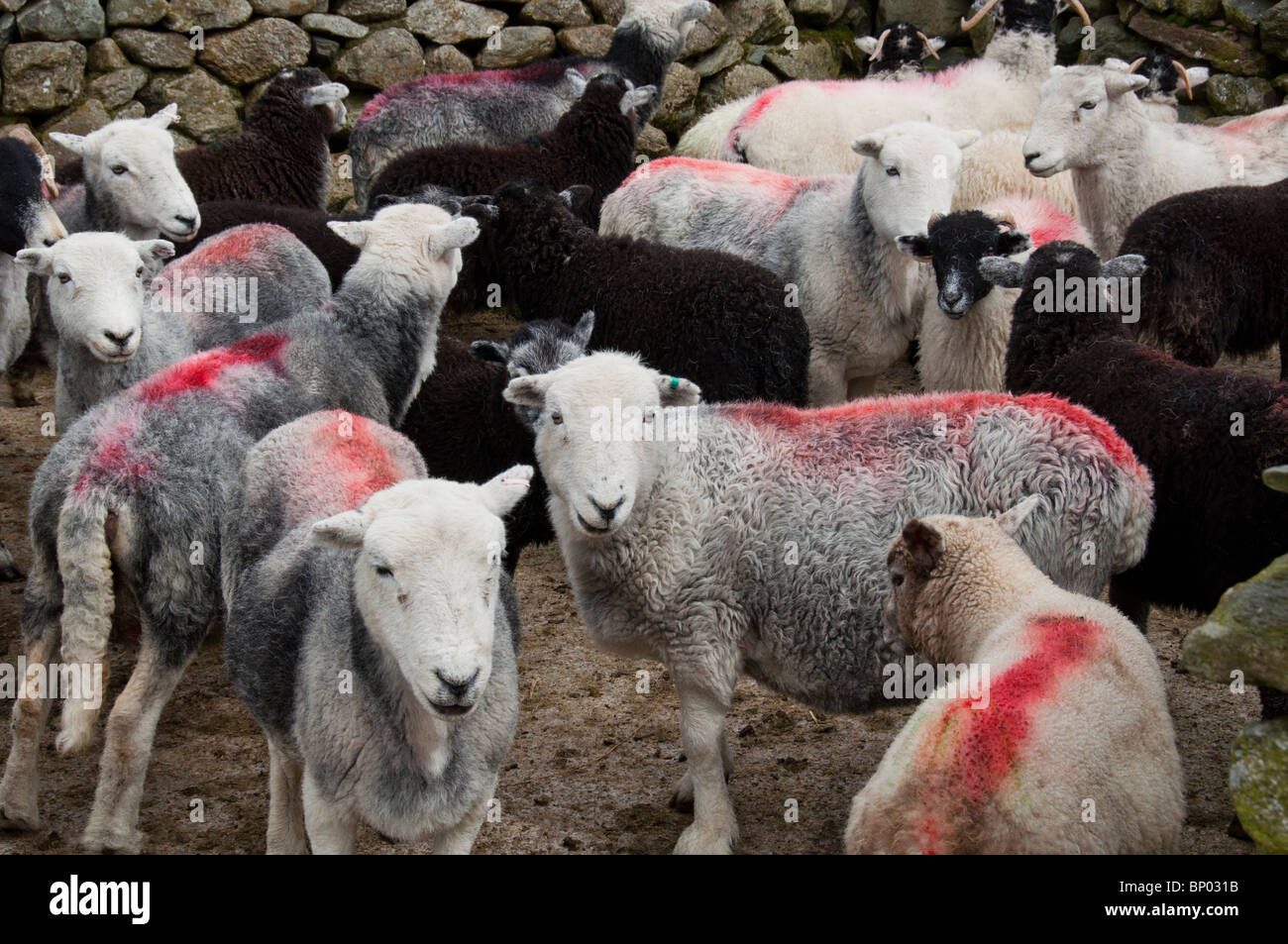 Herdwick und Swaledale Mutterschafe und Lämmer in der Feder für wormingt Stockfoto