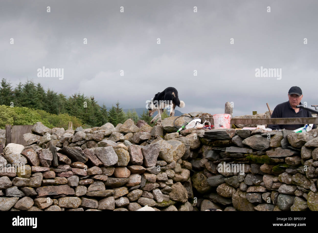 Ein Bauer in Ulpha, Cumbria, Entwurmung seiner Herde Herdwick und Swaledale Mutterschafe und Lämmer Stockfoto