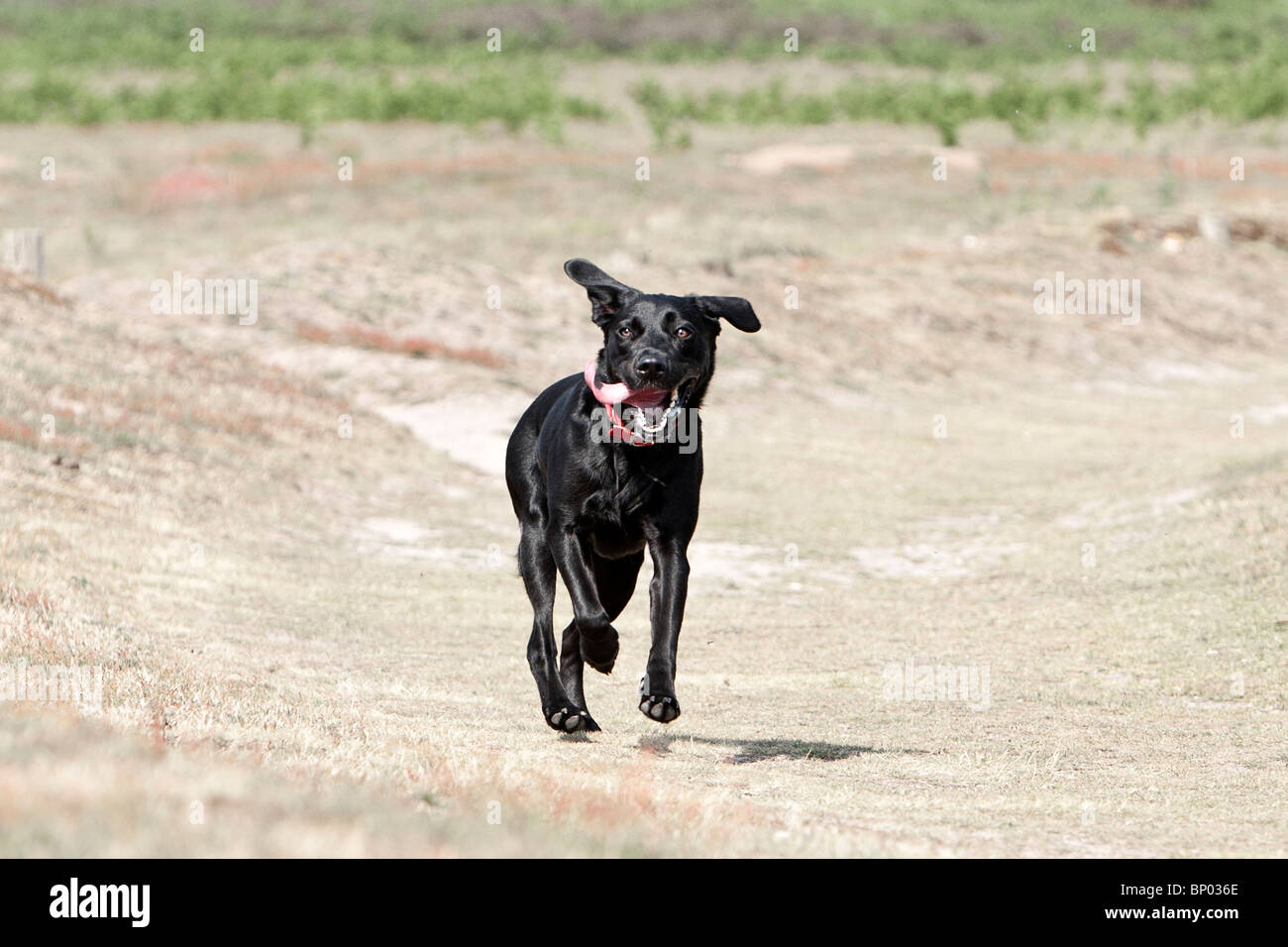 Schuss von eine junge schwarze Labrador läuft auf dem Lande Stockfoto