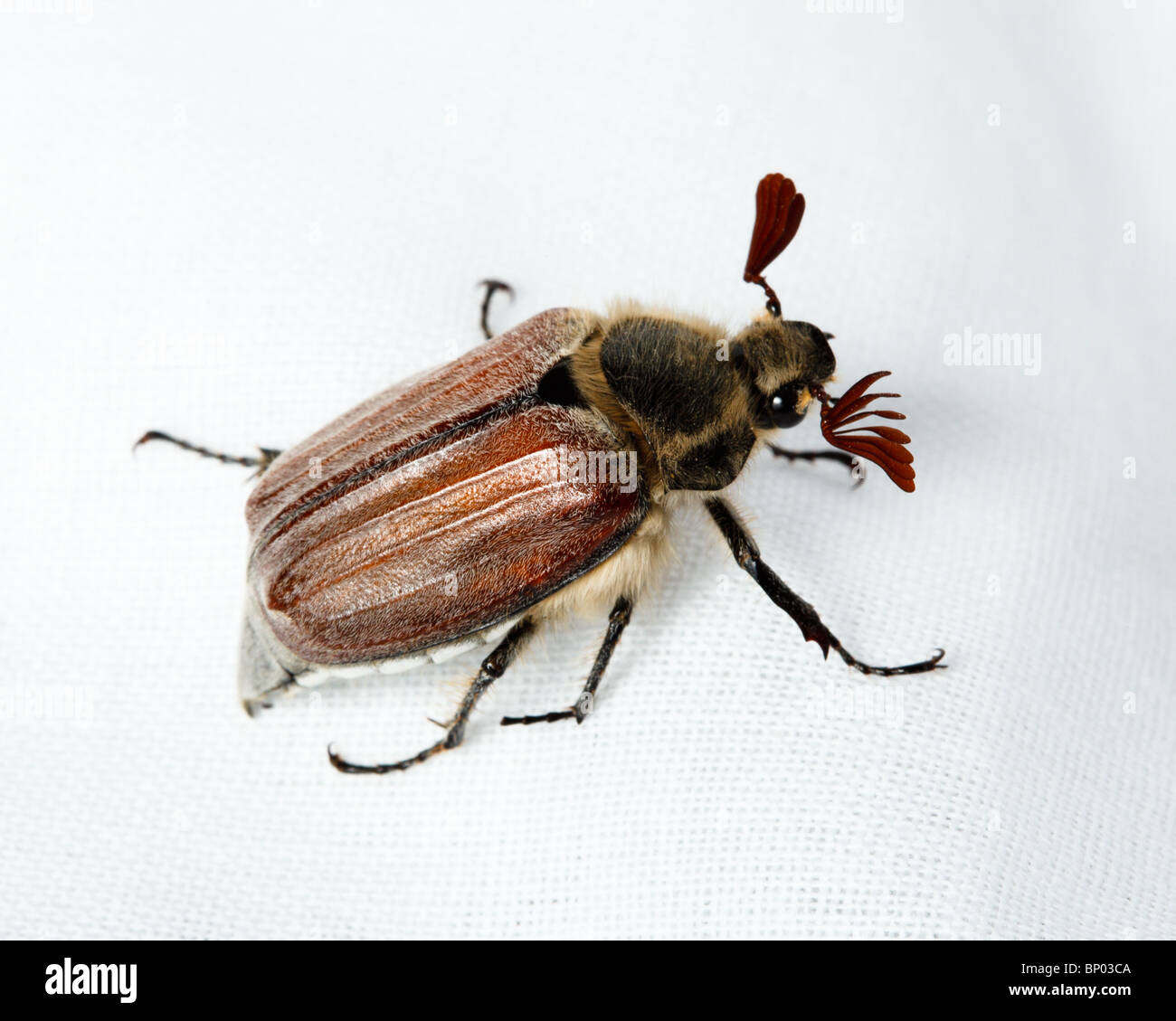 Käfer vor der weißen Hintergrund isoliert. Stockfoto
