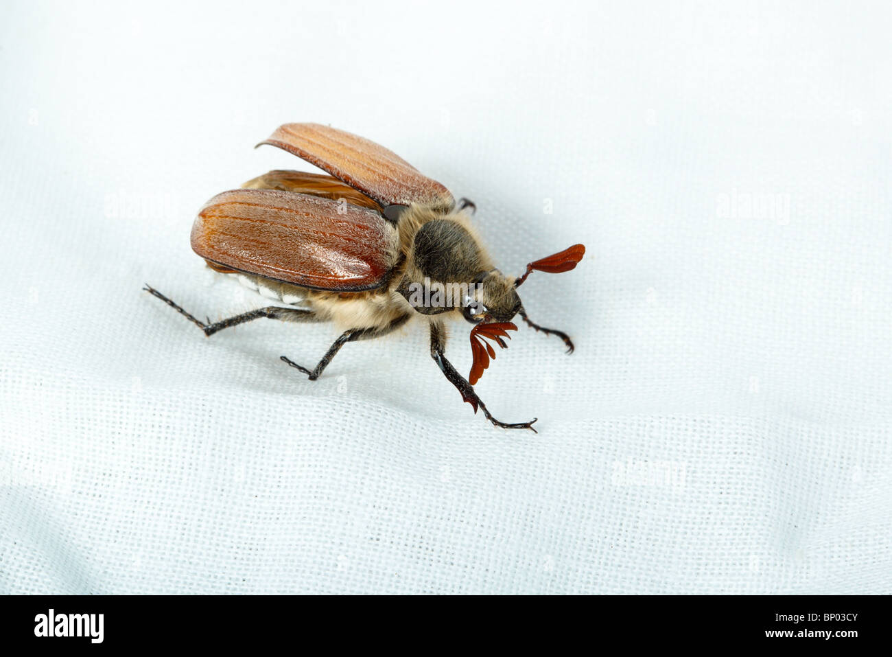 Käfer vor der weißen Hintergrund isoliert. Stockfoto