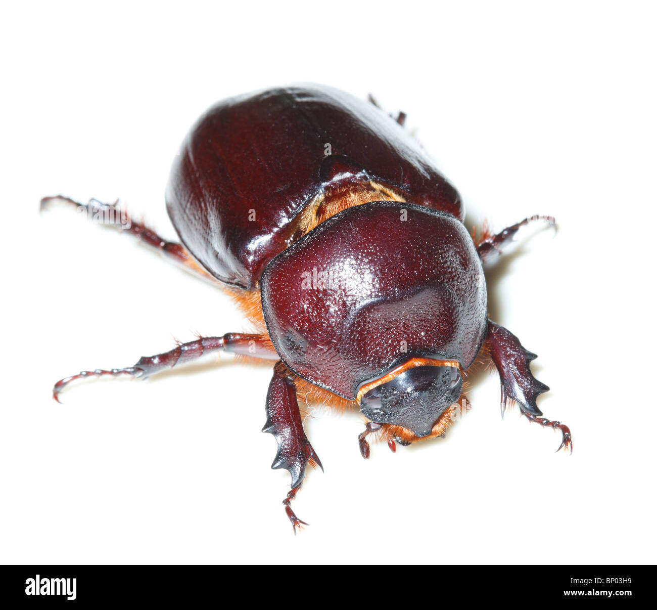 Käfer vor der weißen Hintergrund isoliert. Stockfoto