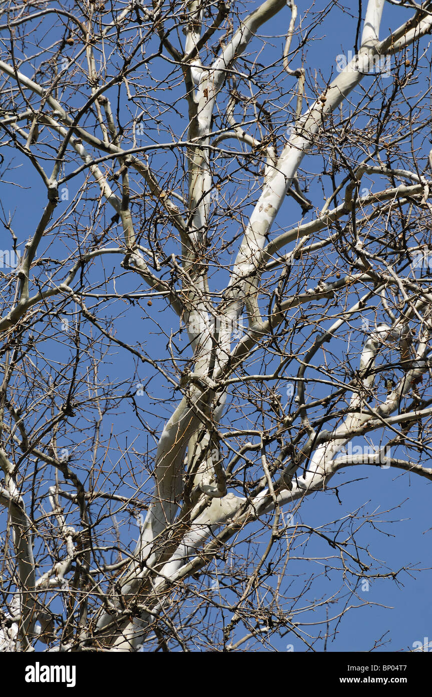 Einige Zweige der Platane gegen blauen Himmel. Stockfoto