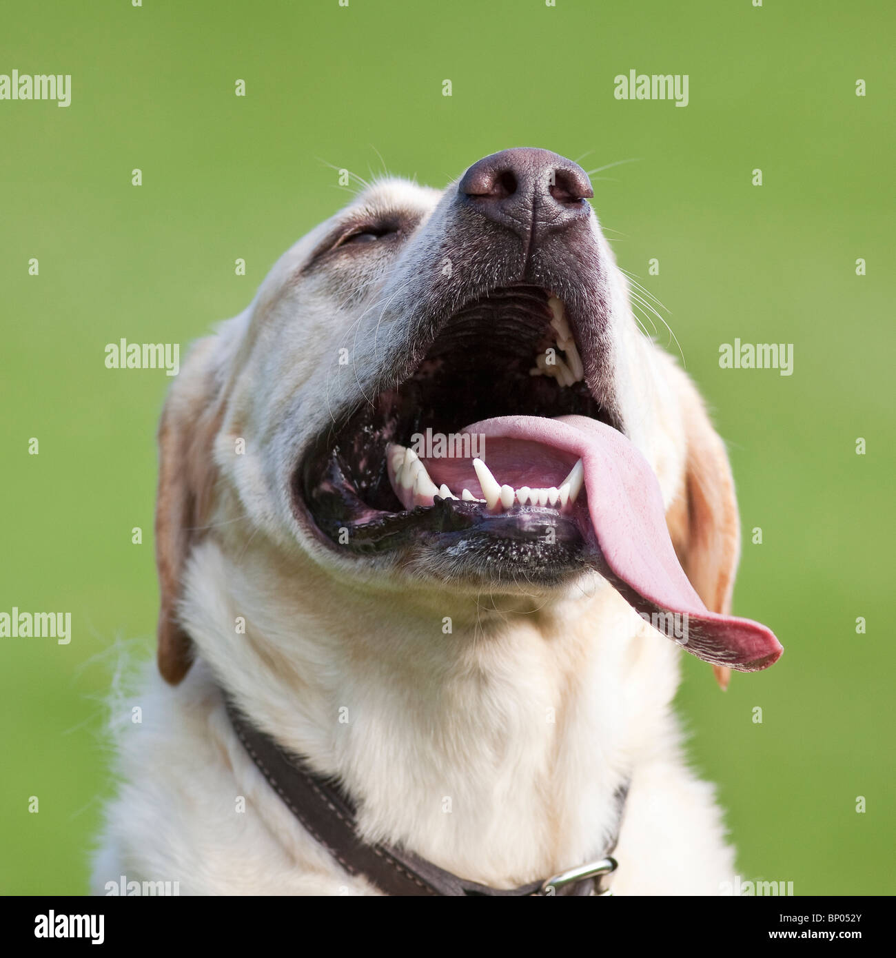 Happy Yellow Labrador Retriever Hund mit Zunge aus. Stockfoto